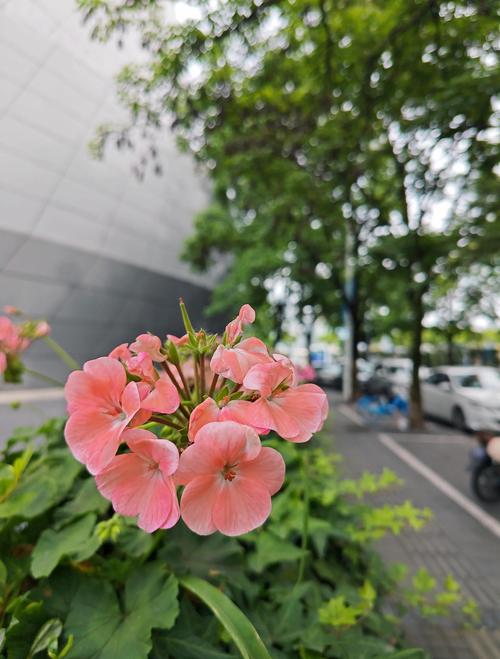 废都未删本在线阅读 | 贾平凹原版无删减全文